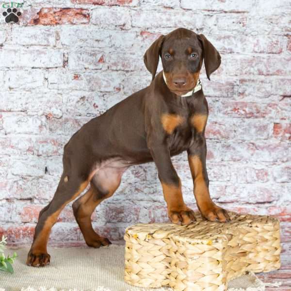 Madison, Doberman Pinscher Puppy